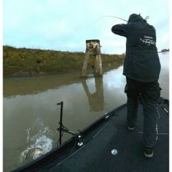 PERCHE LIVE BASIC 1M AVEC...