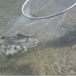 Pisciculture